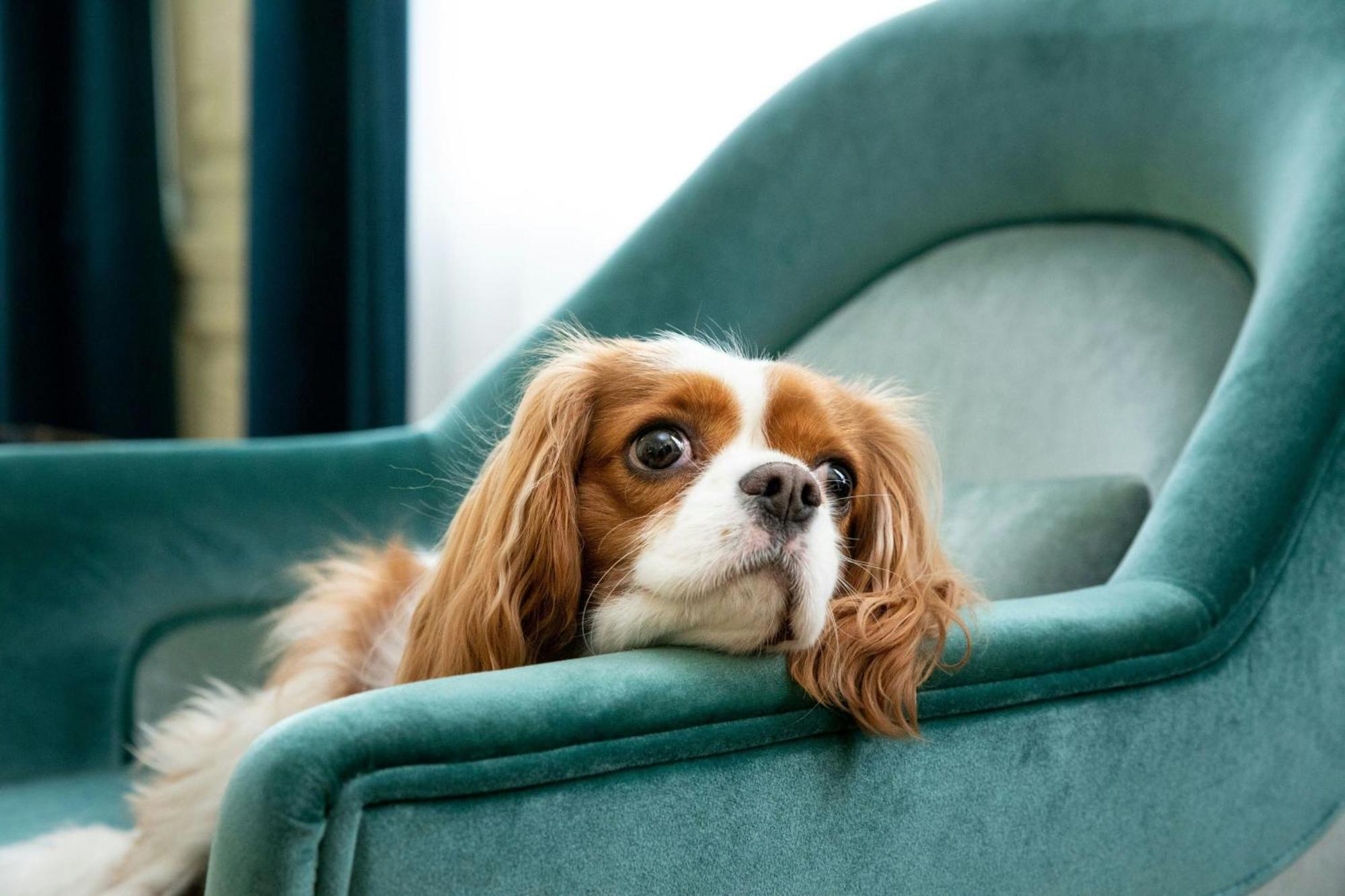 Sapphire House Antwerp, Autograph Collection By Marriott Ξενοδοχείο Εξωτερικό φωτογραφία Cavalier King Charles Spaniel